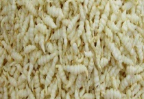 宝塔菜多少钱一斤 附种植前景和功效作用