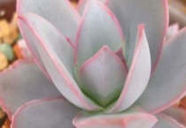 广寒宫多肉可以叶插吗？