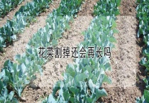 花菜割掉还会再长吗？