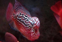 罗汉鱼吃什么 分别介绍罗汉鱼的饵料种类