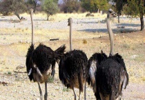 鸵鸟吃什么食物？鸵鸟的生活习性