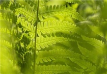 金丝猴蕨和金毛狗蕨区别？