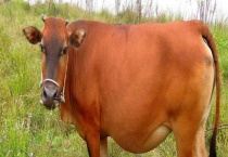 一头牛多少钱 附牛的养殖成本和利润分析