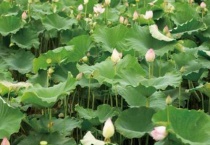 莲子的种植方法和时间