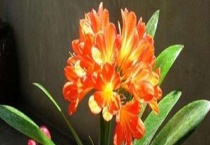 君子兰夹箭后的处理办法 主要表现在叶尖