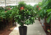 平安树几月份长新叶