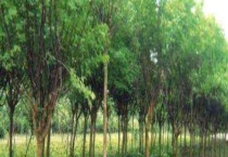 南栾和北栾的区别？