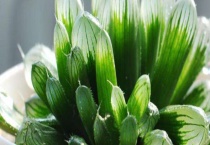 玉露的常见品种分类 附窗面大小