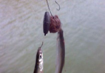 怎么钓黄尾 有哪些要点