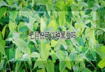 七月份可以种黑豆吗？