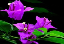 三角梅掉花的解决办法