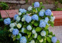 绣球花怎么变色