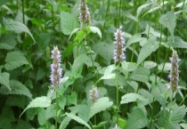 藿香蜜 具体介绍