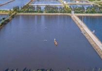 鱼苗高效养殖管理措施 从饲料投喂、分期注水、日常管理、及时分塘入手