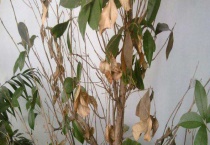 树叶干枯是什么原因？