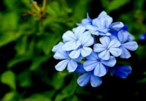 蓝雪花扦插方法和时间