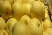 鸭梨的集中产地 山东信阳是中国的鸭梨产地