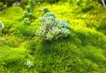 苔藓植物长不高是因为什么？