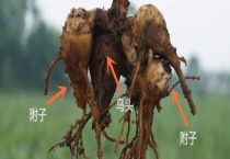 乌头与附子有什么不同 乌头的主要价值