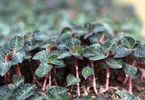 金钱莲和金线莲区别？