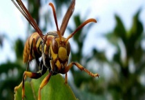 胡蜂的天敌有哪些？鸟类是天敌