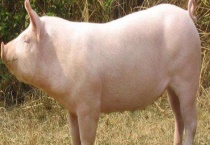 二元猪和三元猪有什么区别？？