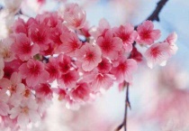 四季樱花怎么养