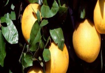 柚子的生长过程