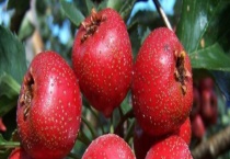 山楂树的外形特点 附其种植多久？