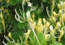 金银花和二花有什么区别？吗 金银花茶具体功效是什么？