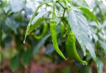 辣椒徒长坐果难怎么办？