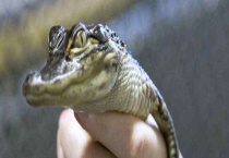 宠物鳄鱼能长多大 附宠物鳄鱼的饲养环境