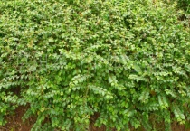 马甲子的药用价值是什么？