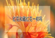 红花和藏红花一样吗？