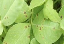 茶轮斑病怎么防治？发病条件是什么？