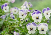 角堇第二年会复花吗？