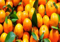 打什么药可以让沙糖桔皮亮 砂糖桔有哪些营养价值