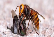 被金环胡蜂蛰了怎么办 被胡蜂蛰后正确处理多久？