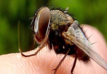 苍蝇的过冬方法 附苍蝇的相关介绍