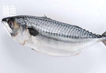 鲭鱼和鲅鱼的区别？ 形态、颜色、营养功效均不同