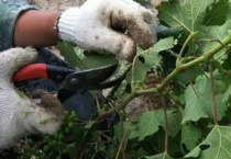 葡萄修剪时间和多久？