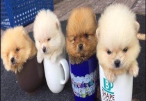 茶杯犬是怎么来的？茶杯犬是怎么培育的 为什么长不大