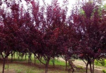 红叶李和樱花的区别？