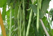 四季豆种植技术及施肥多久？