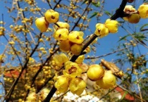 素心梅和腊梅区别？