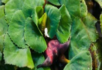 菱角是哪里的特产？什么时候上市 有哪些种类