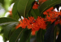 桂花树在北方能活吗？