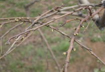 怎么给桃树浇水