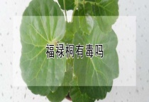 福禄桐有毒吗？