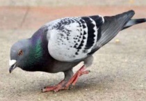 老鸽子和嫩鸽子的区别？